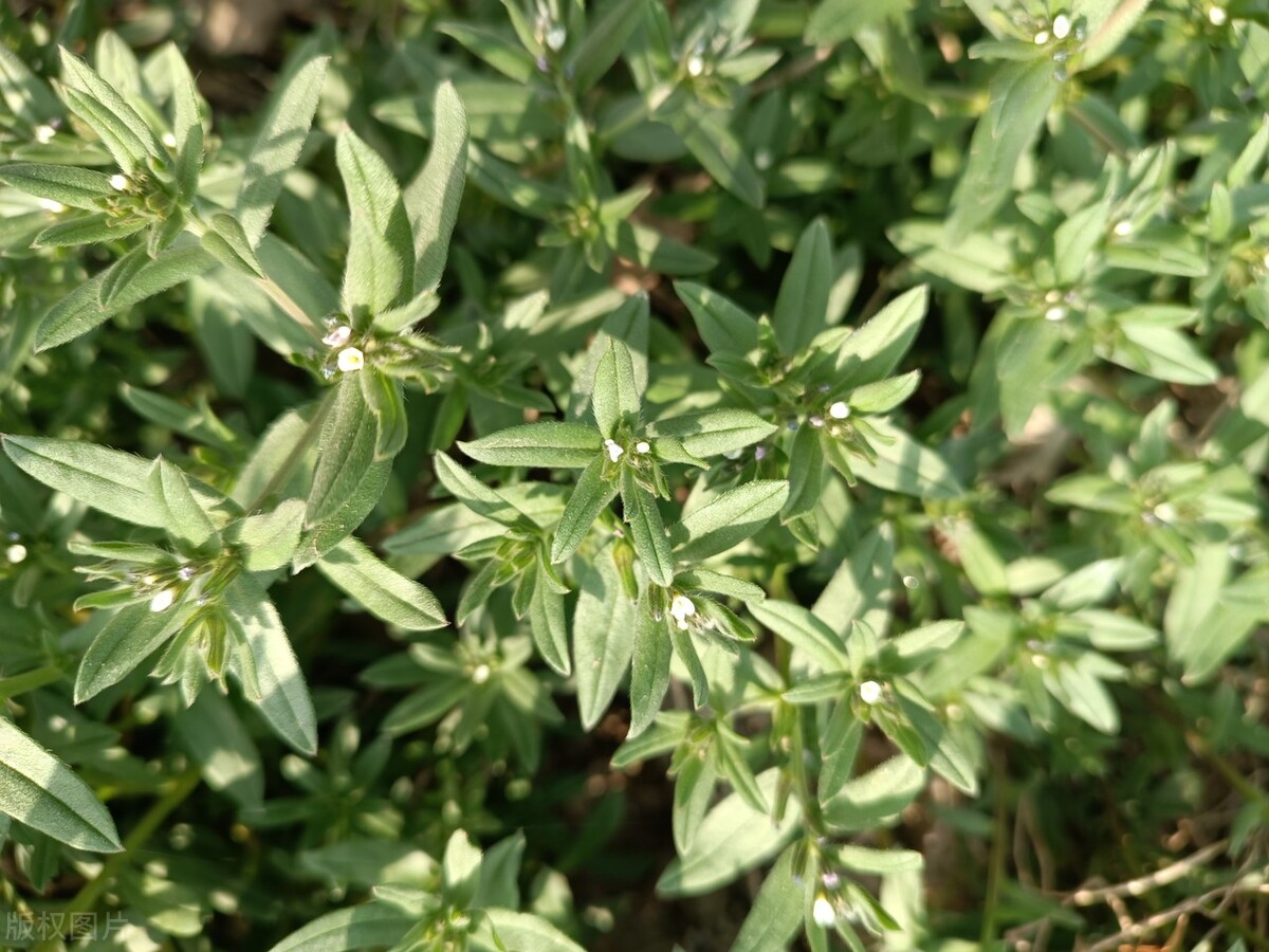 被误解的蔬菜,被误解的食物都有哪些