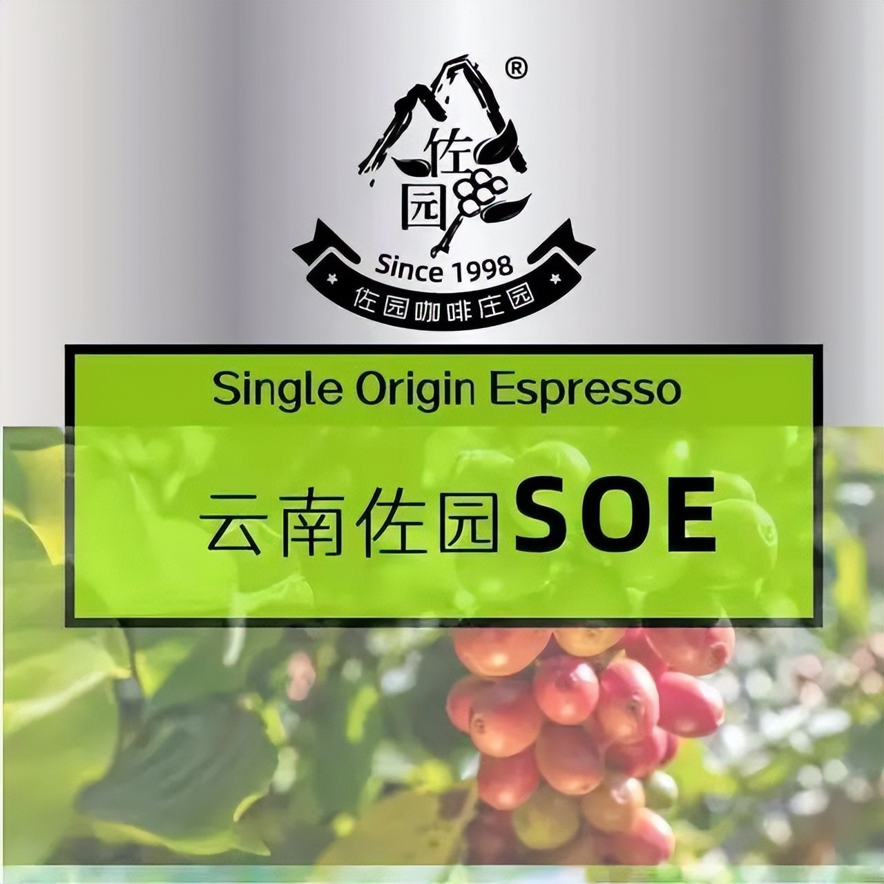 保山精品小粒咖啡,保山小粒咖啡豆哪里买