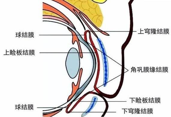 隐形眼镜好像掉眼睛里但是找不到,透明隐形眼镜掉在眼睛了怎么找