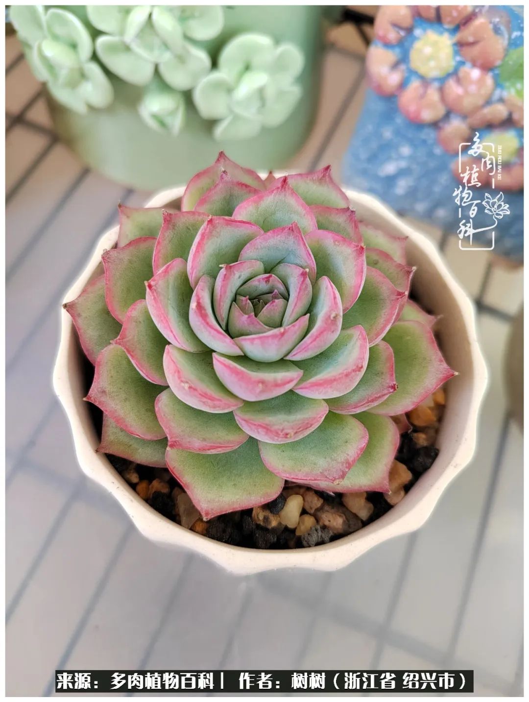 又临寒冬，暖阳下携手肉肉赏姹紫嫣红！