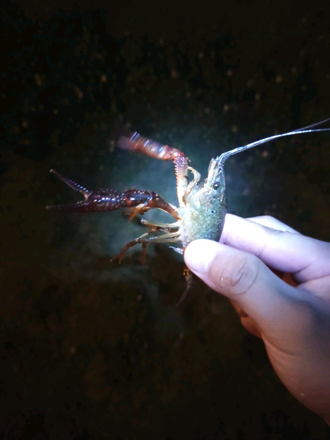 惊险！上海夜钓者水渠捞龙虾捞到两条短尾蝮，钓者：都放生了