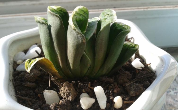 多肉干瘪了是为什么,多肉叶片发皱萎缩干瘪什么原因