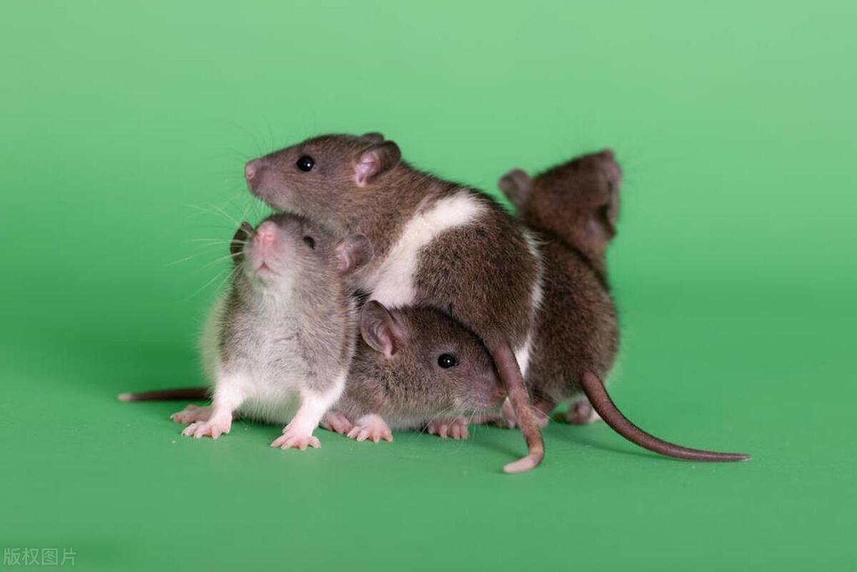 老鼠会咬人吗咬到会怎样,老鼠会咬人怎么办