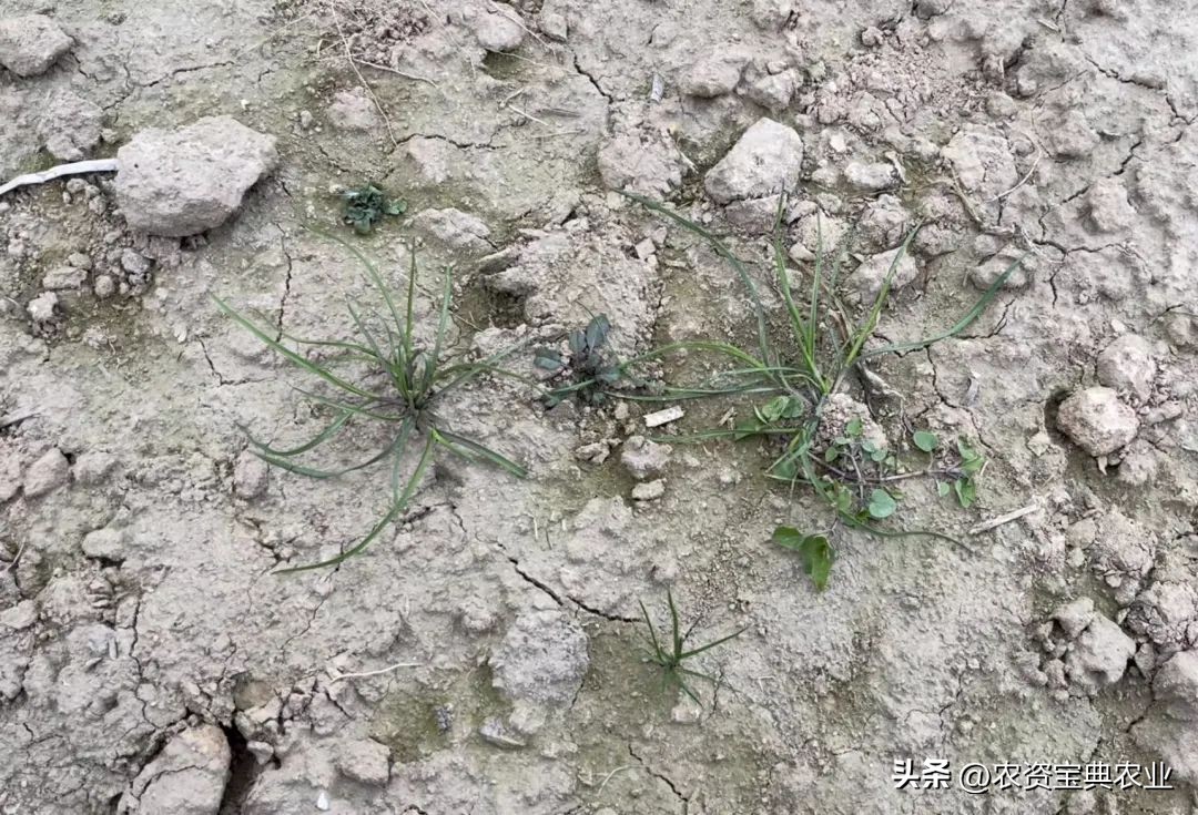 多花黑麦草的危害,难防又难治的多花黑麦草
