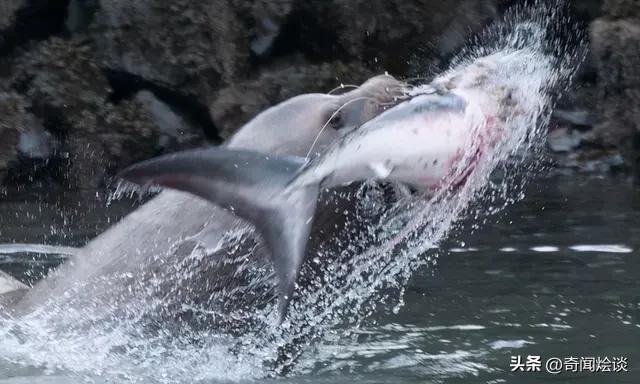 凶残的动物捕猎现场,盘点动物捕猎瞬间的迷惑行为
