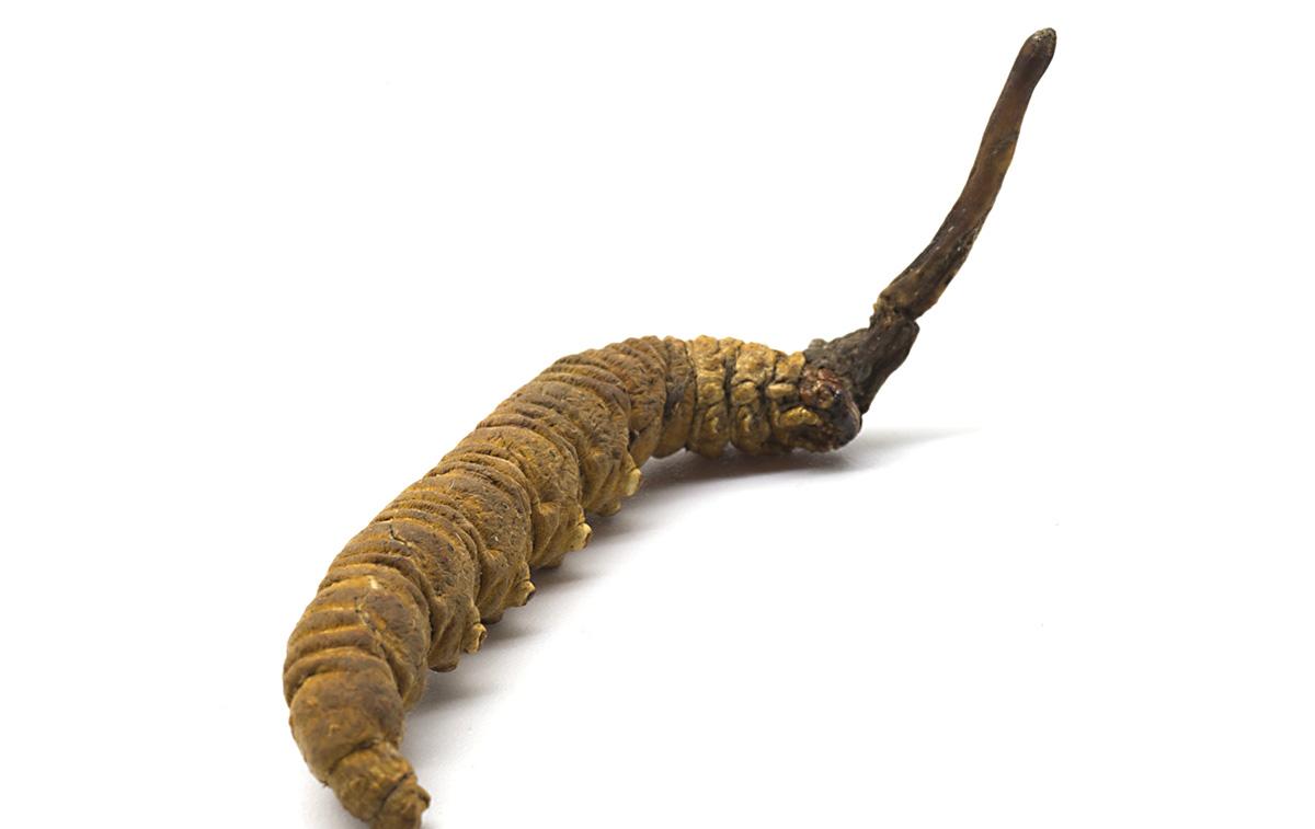 自然界的丧尸病毒,自然界的丧尸