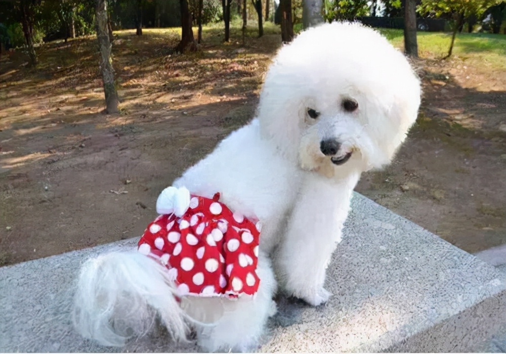 狗来大姨妈的后几天可以洗澡吗,狗来大姨妈时可以洗澡吗