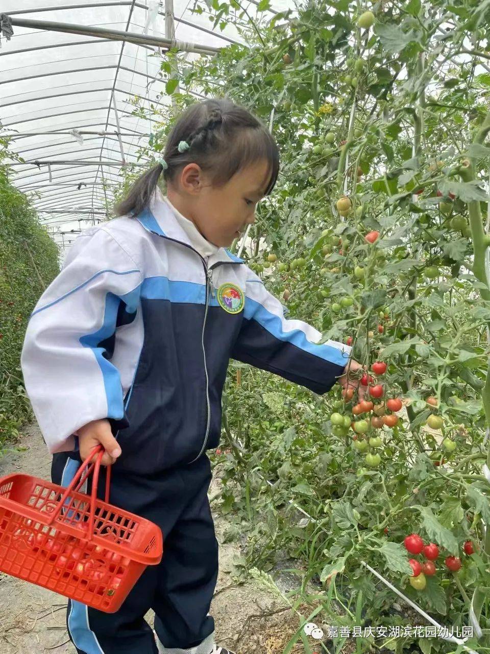 小手的探秘之旅|嘉善县庆安湖滨花园幼儿园小班组课程故事