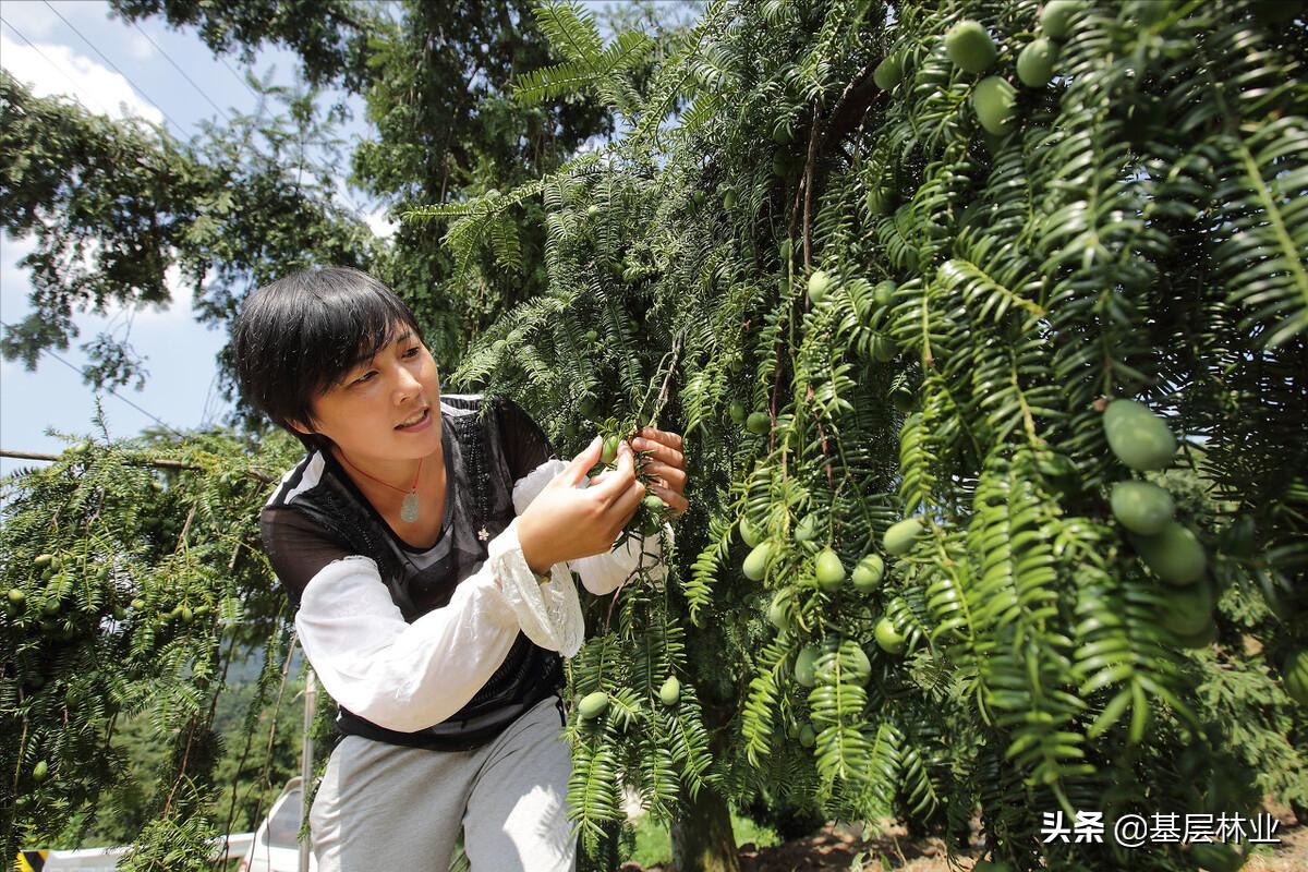 中国特有干果,中国特有的坚果香榧