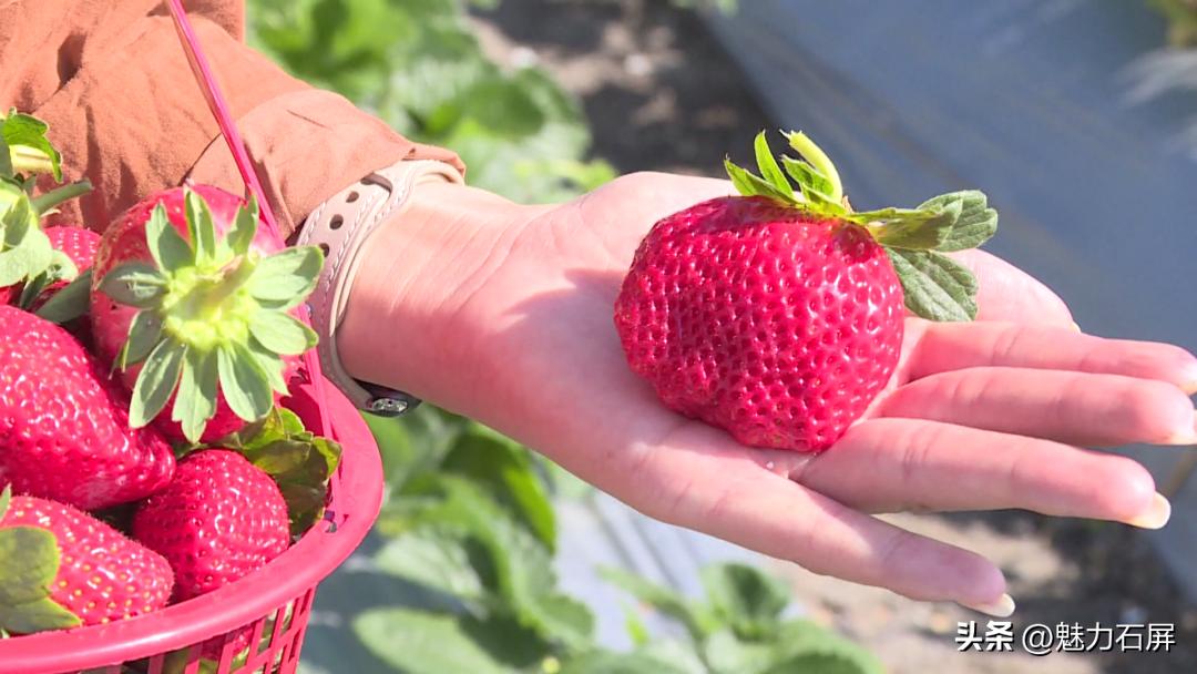 周末打卡地|去看“管道树”上的草莓and去摘冬日的第一颗草莓