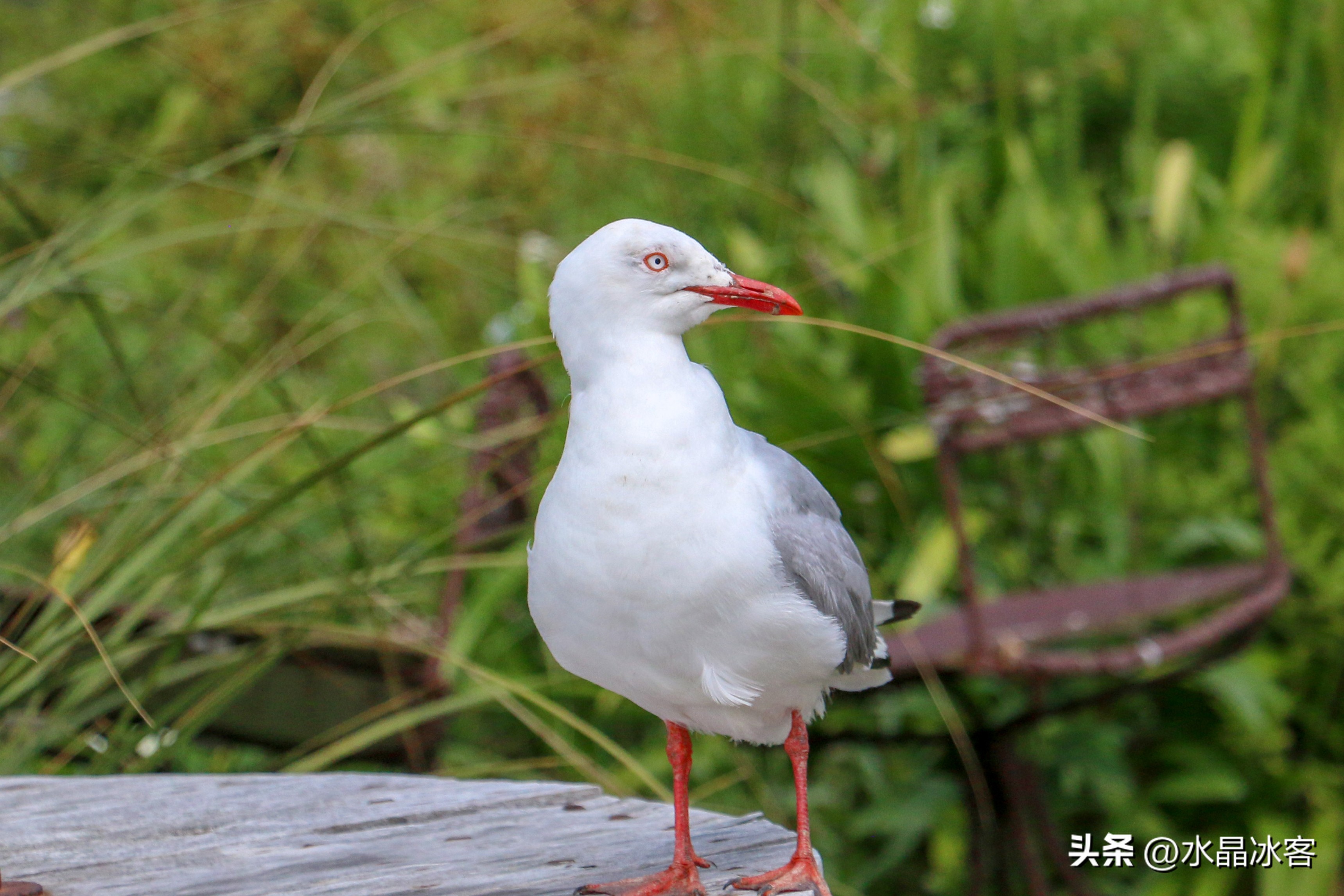 南岛新西兰之旅,新西兰之南岛