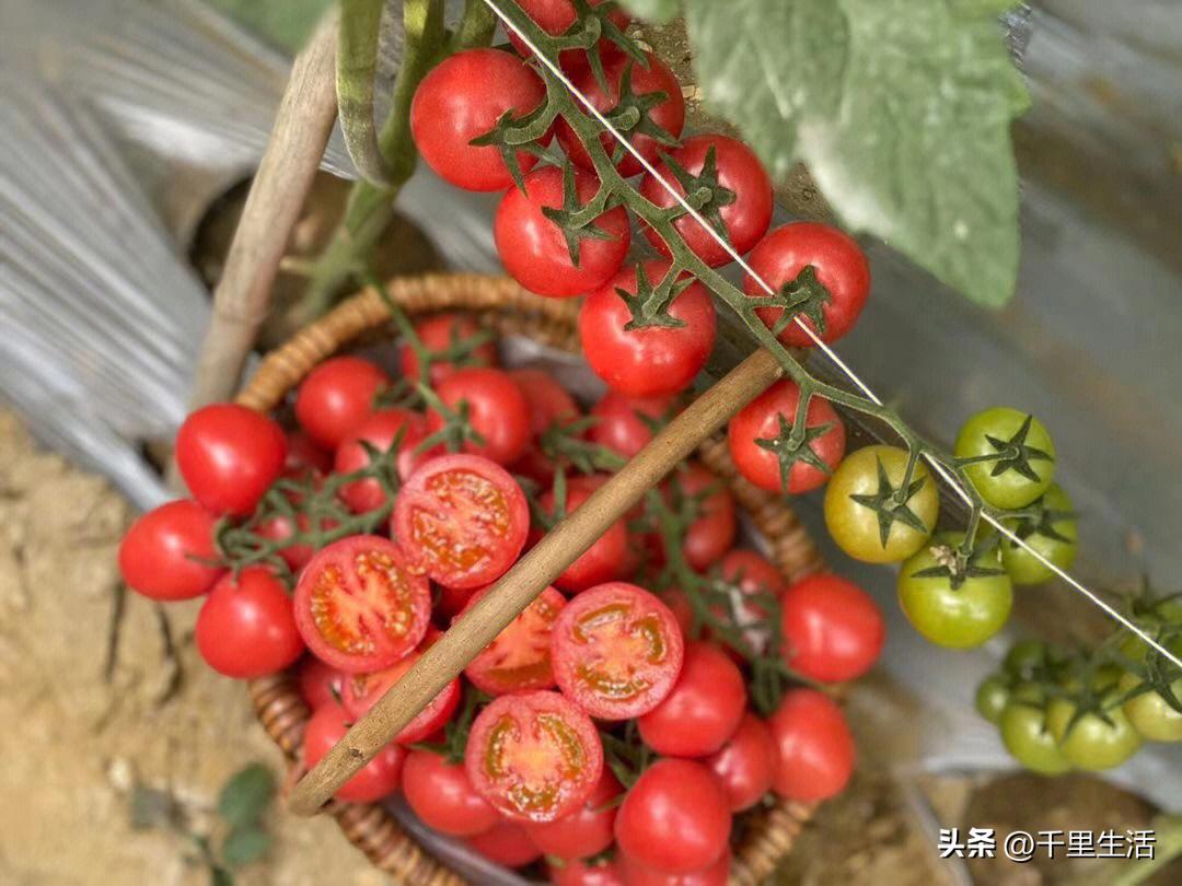 海南千禧樱桃圣女果,新鲜樱桃圣女果