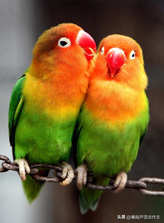 说明文，文艺范，好玩又好看——阿宝老师的“作文经”（二三八）