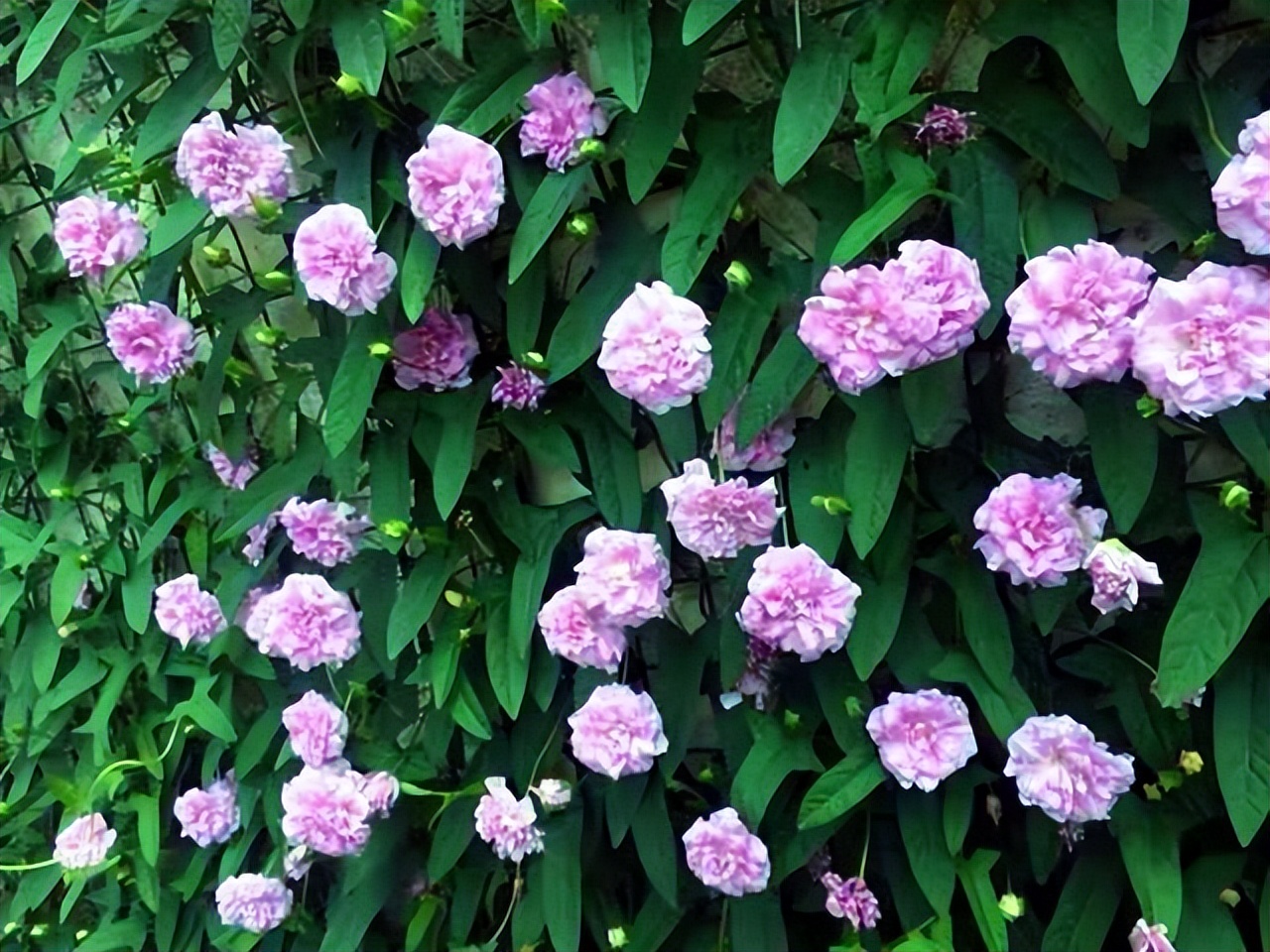 好看易种易活的花推荐,容易爆花的庭院花卉