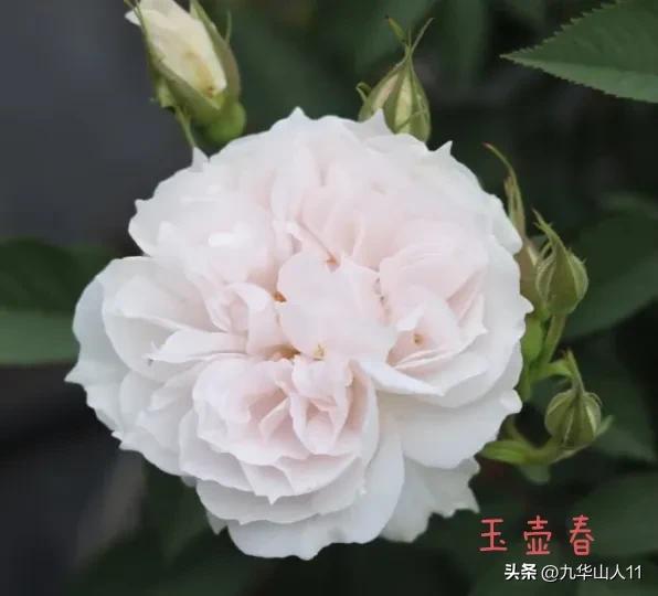 天狼月季新品预售,天狼月季官方旗舰店烛光月季