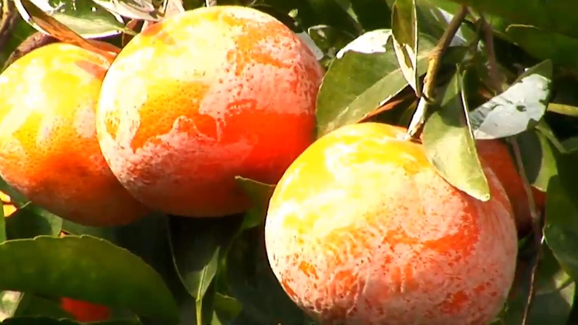 台湾水果滞销10万斤,茂谷柑销量