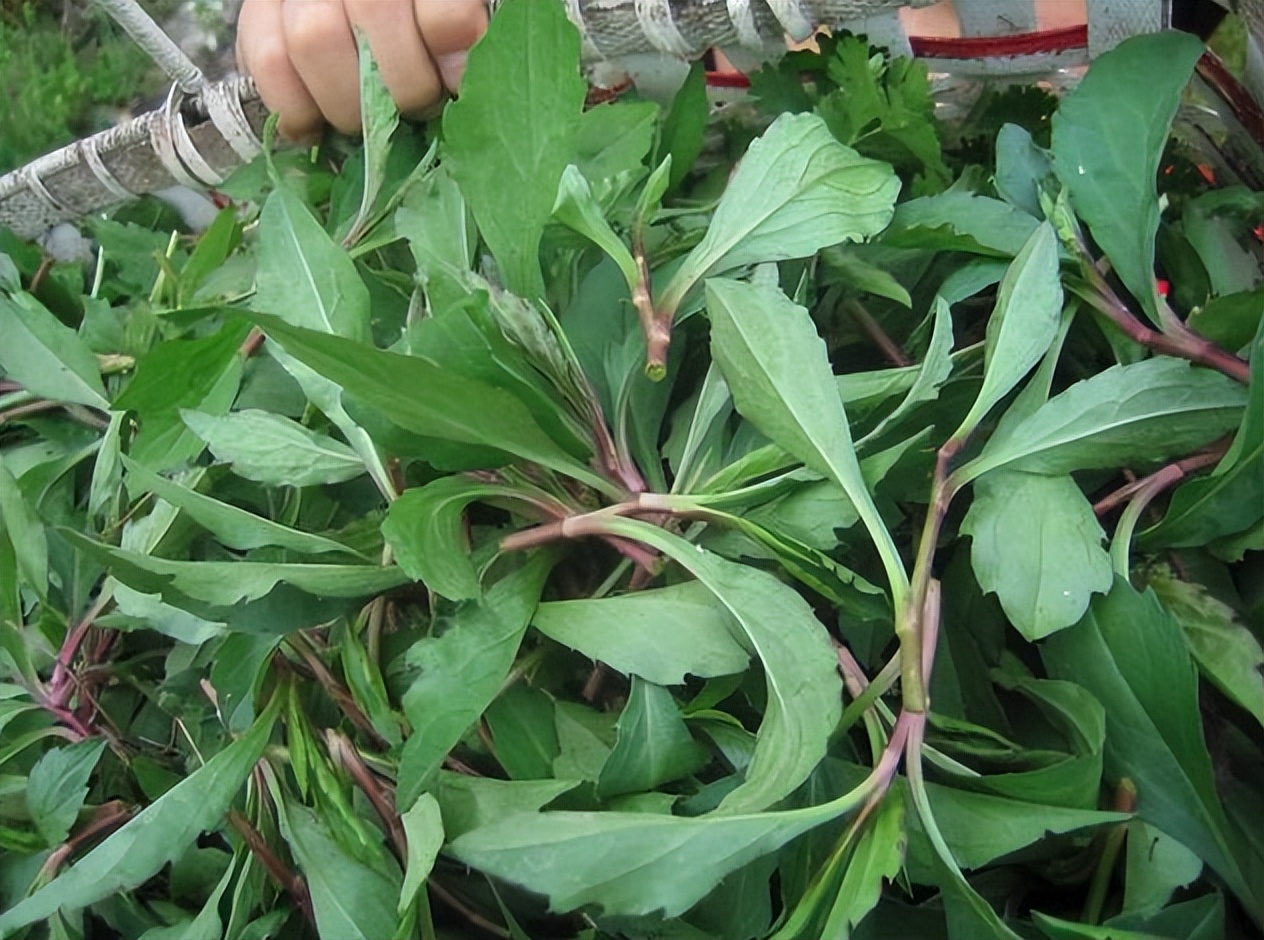 南京人的春季美食清单,南京春天吃什么菜最好