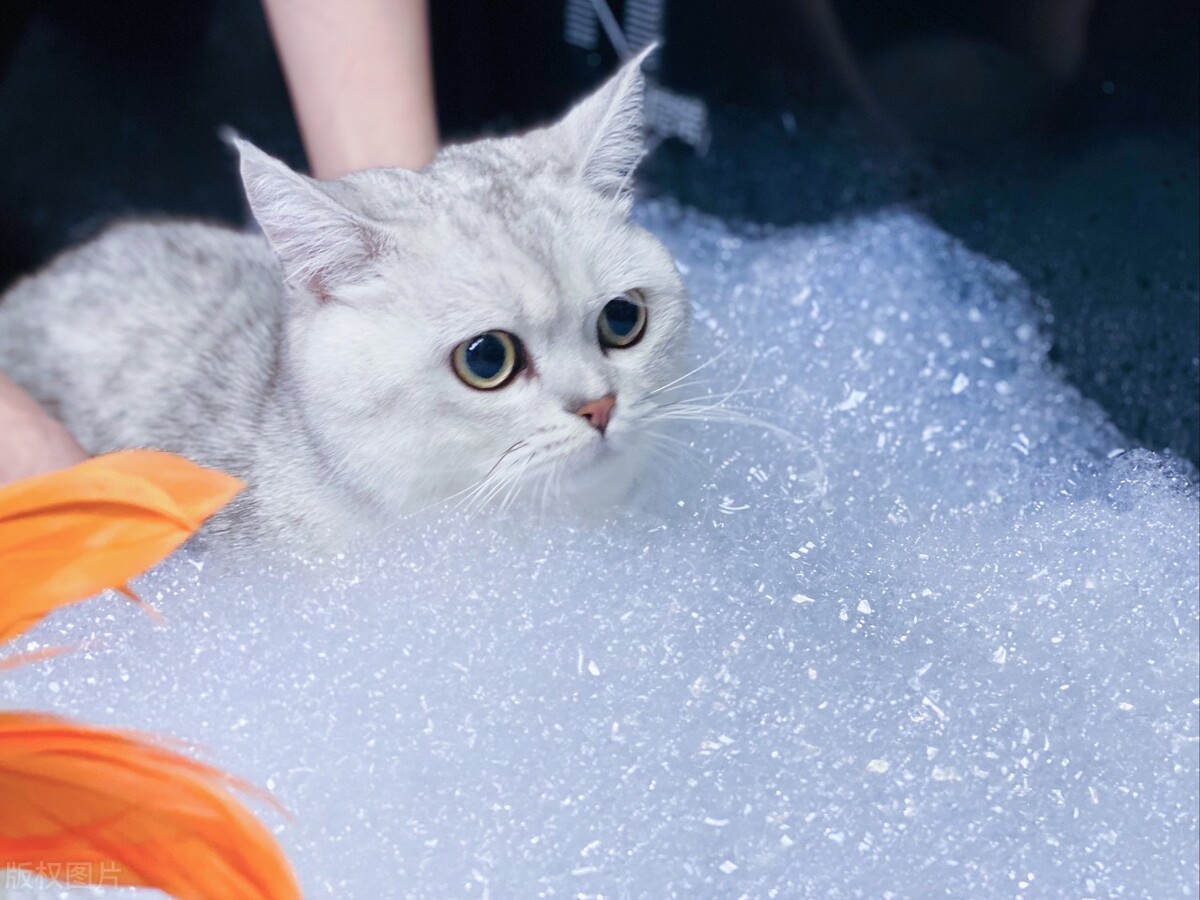 猫咪洗澡的方法和注意事项,猫咪洗澡频率以及如何为猫咪洗澡