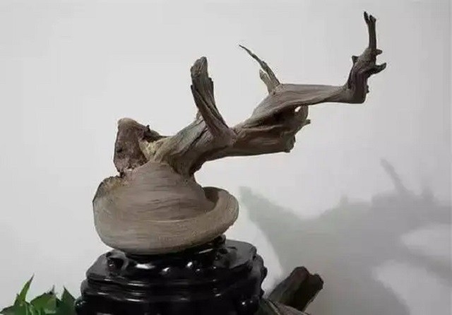 山西小伙卖房、花光百万，买了一屋烂树根，11年后价值无法估量