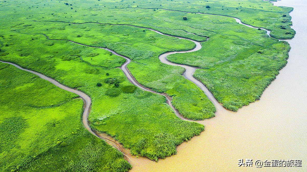 长江出海口的上海，被自然力量所艺术创造，也有一棵“大地之树”