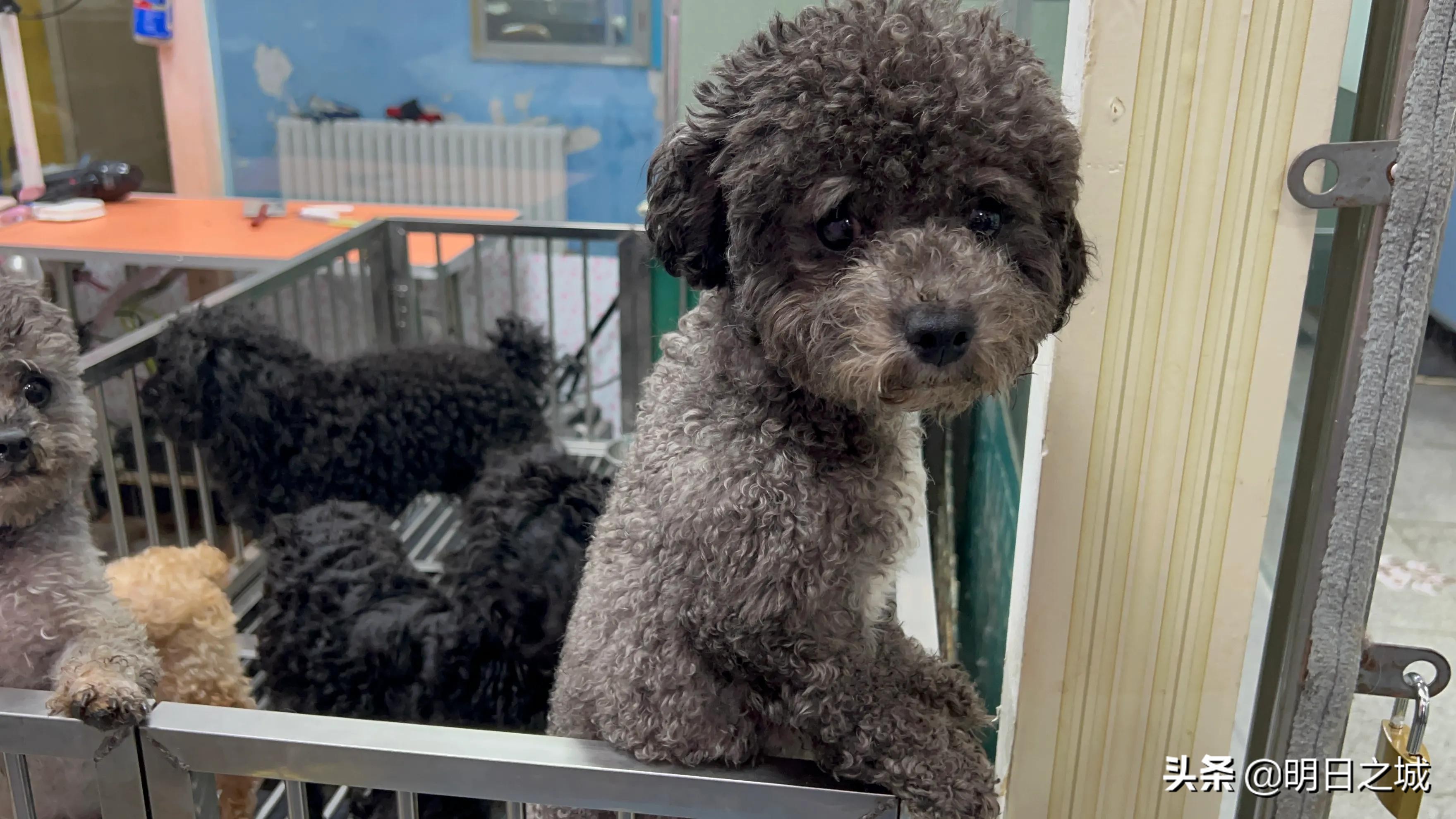 宠物猪长成300斤肥猪,两只宠物小乳猪