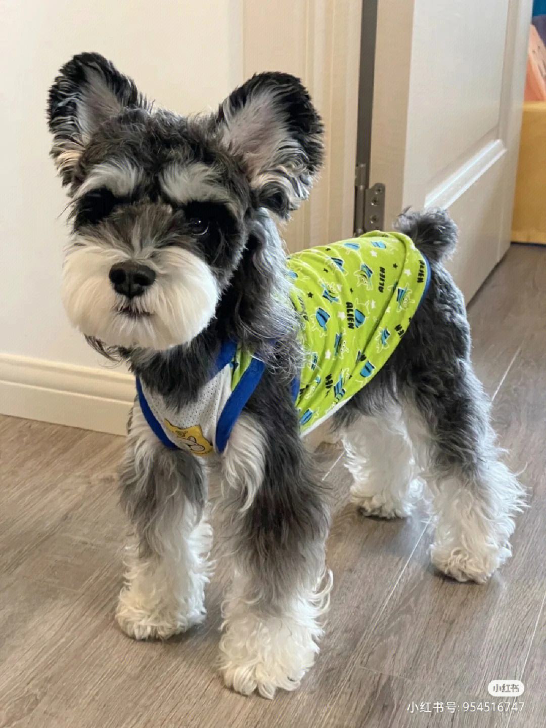 小型狗种类排行榜前十名,微型狗品种大全及图片