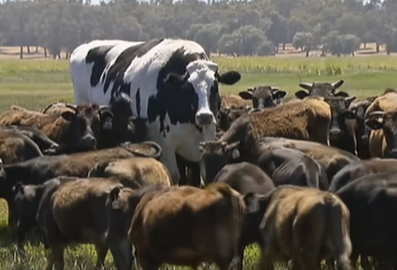 38张罕见的对比照片让人大开眼界,30张对比图片看到最后一张惊呆了