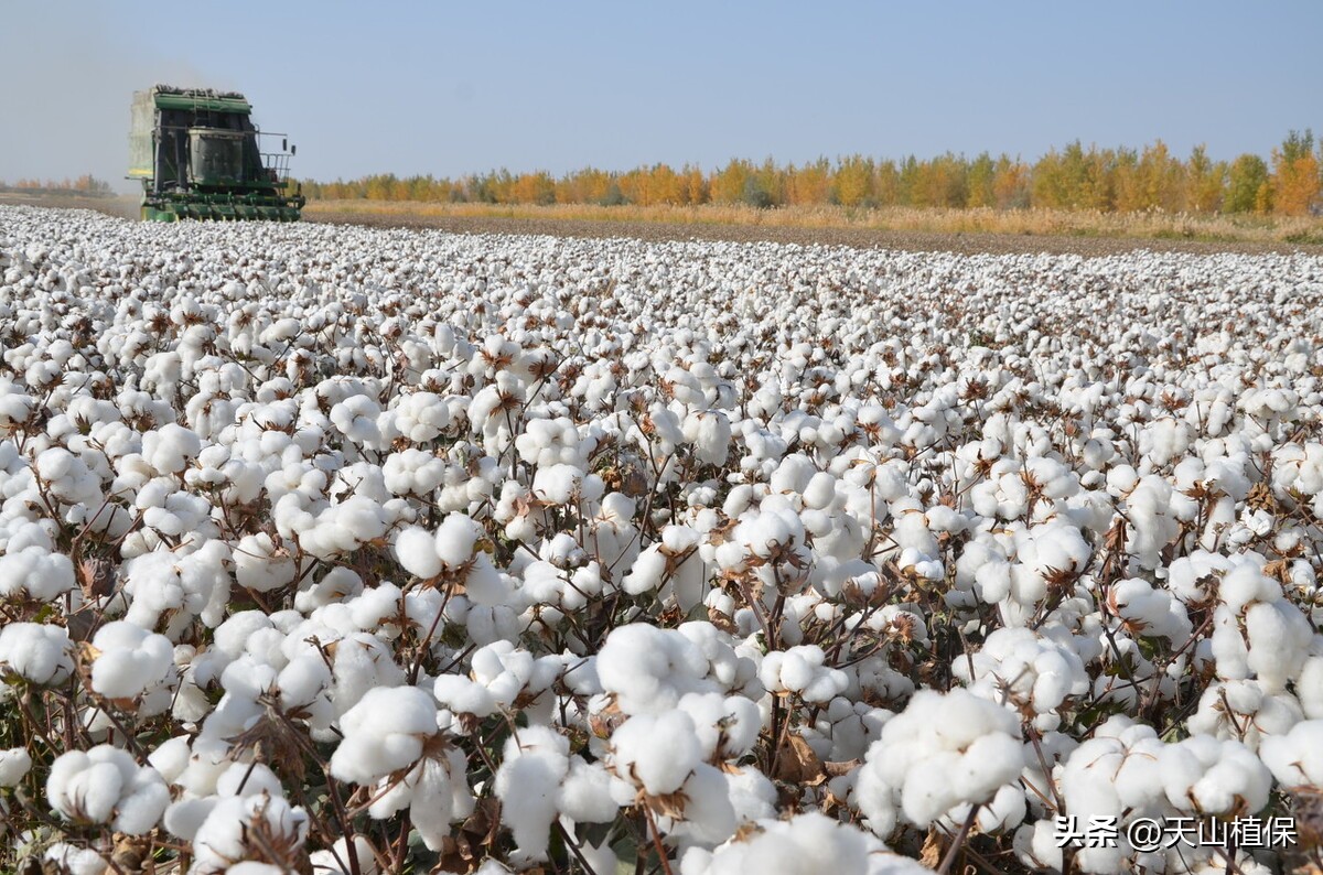 *疆新**棉花的发展现状与质量提升的对策