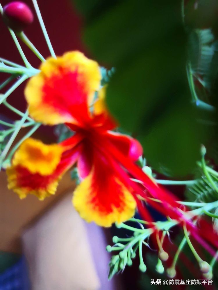 从发芽到开花的乐趣,从种子到果实成熟的感悟