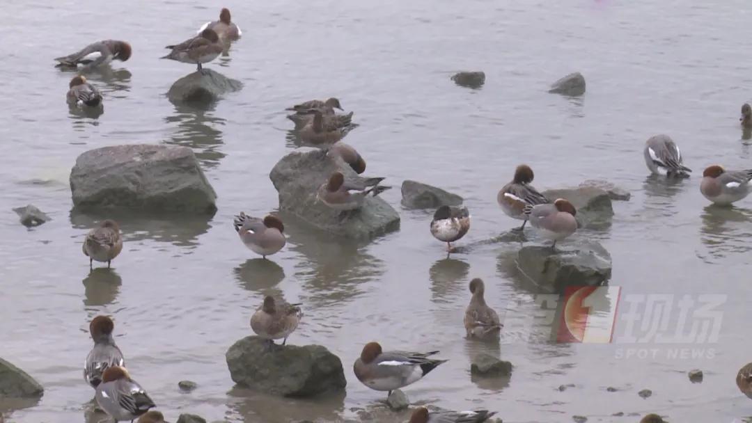 全国罕见！深圳湾公园引起轰动，只为一只鸭