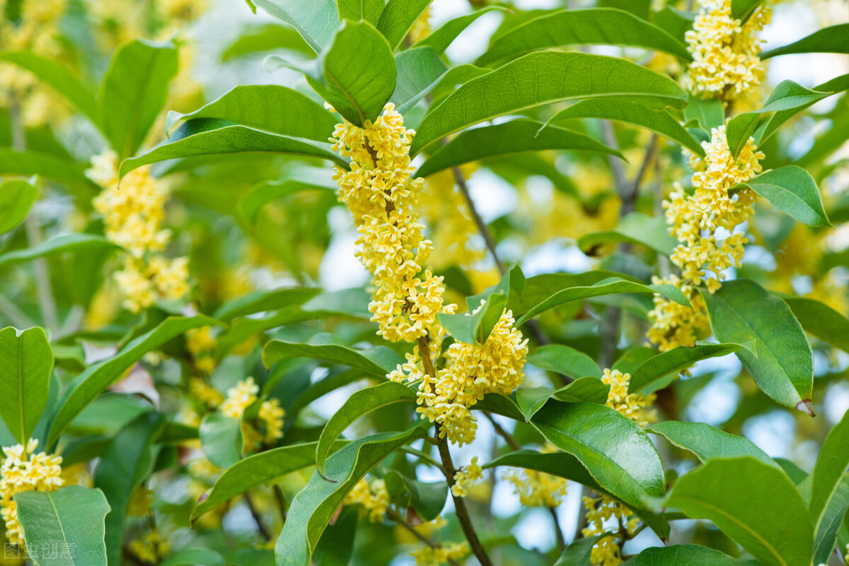中国古典十大花卉,中国传统十大花卉有哪些
