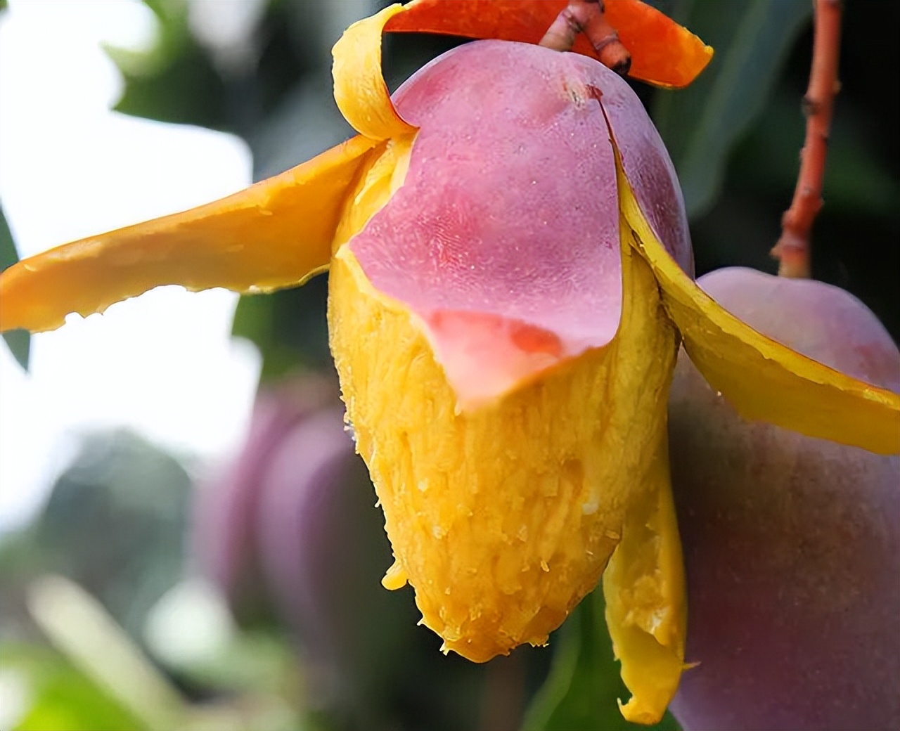 海南当地芒果批发价,海南省三亚市芒果价格今日行情