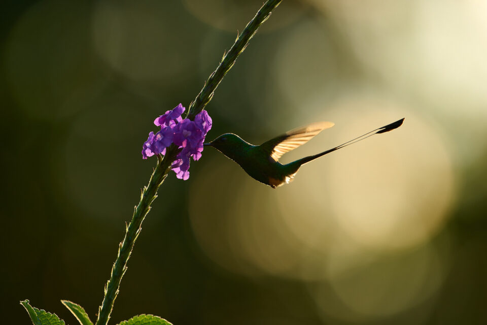 尼康z24-120mmf4测评,尼康z400f4.5口径是多少