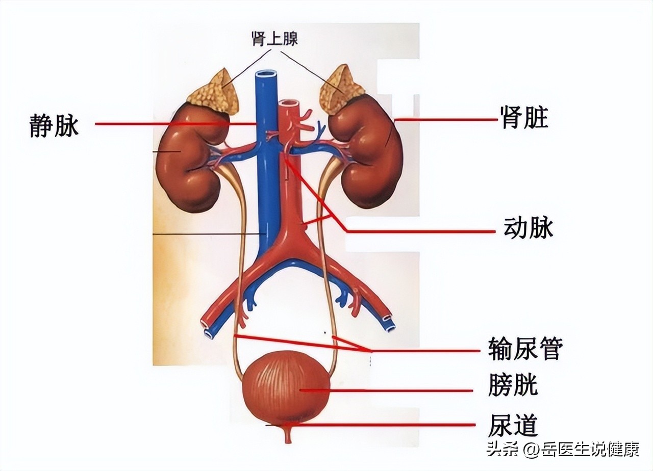 尿路感染用哪种抗生素好得快,尿路感染严重时是不是常用抗生素