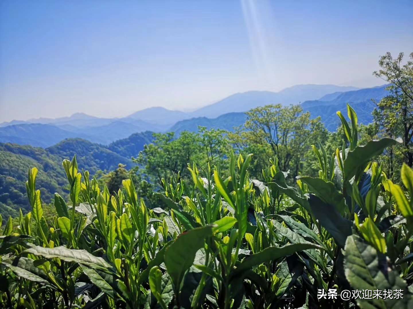 太平猴魁2023新茶礼盒价格,太平猴魁新茶价格表