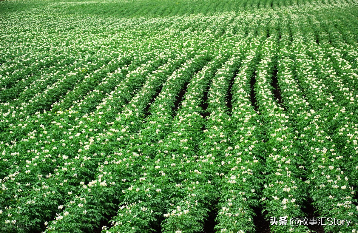 安徽夫妇在俄罗斯远东种菜，销售大白菜的时候被韩国人摆了一道