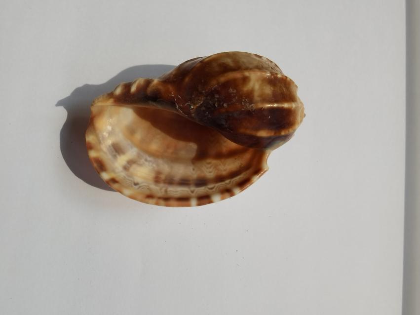 海南海鲜贝类有哪些,海南海鲜贝类