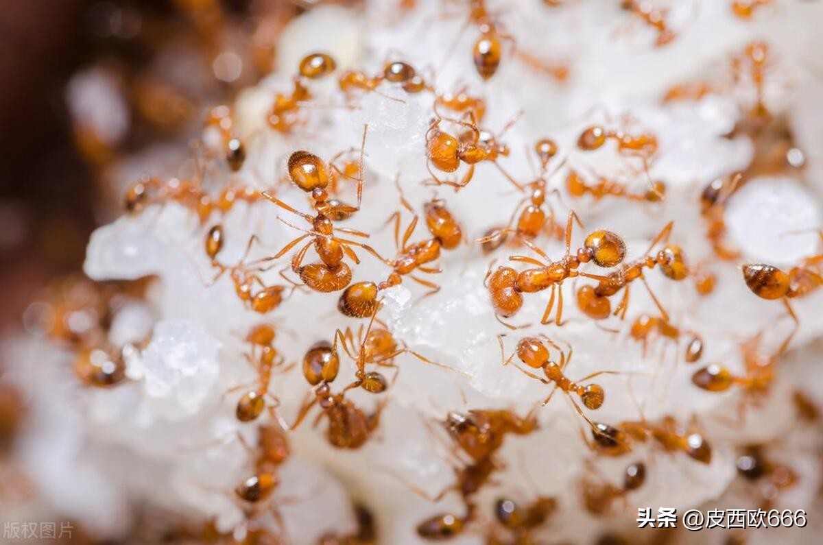 安徽红火蚁分布,红火蚁长什么样