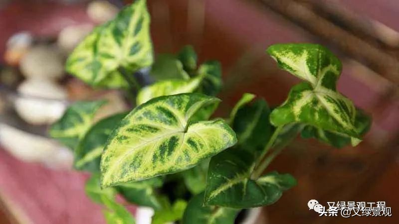 室内植物墙哪些类型植物合适,适合做绿植墙的常绿植物