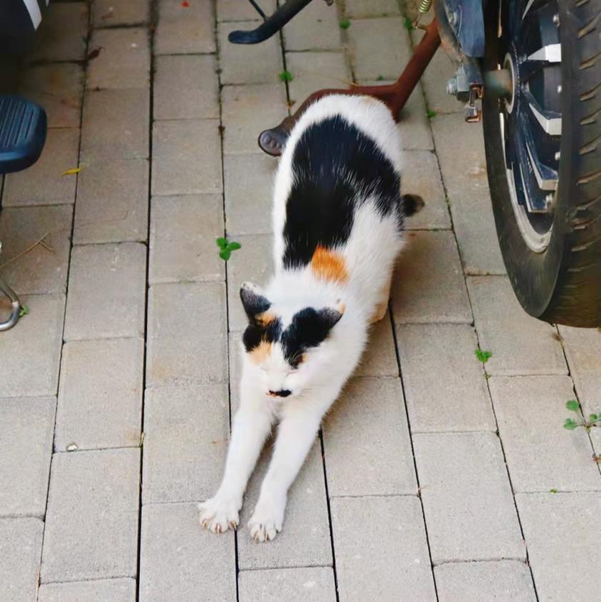 北中医猫,北中医校园