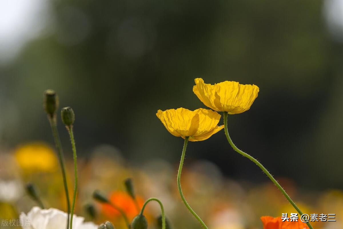 女作家去做保姆最新一期内容,女作家去做保姆520
