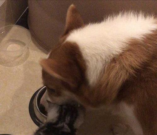 狗吃猫粮要不要紧,狗吃猫粮有问题吗