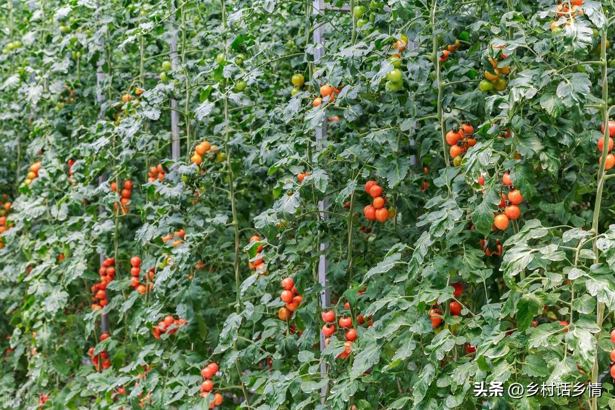西红柿卷叶枯萎怎么治,西红柿为什么卷叶