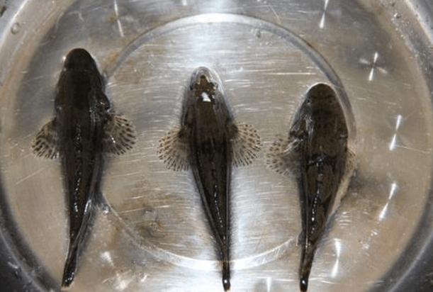 80亩水塘养鱼一年能挣多少钱,老汉养鱼年入千万