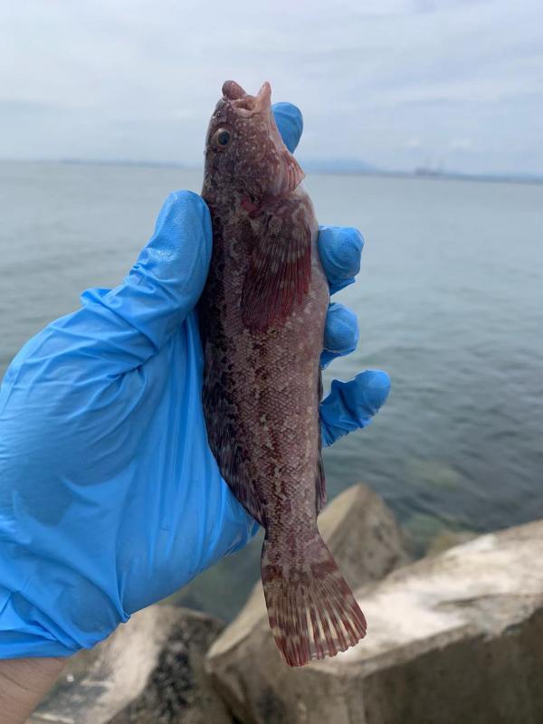 渤海海钓推荐,海钓体验游玩攻略