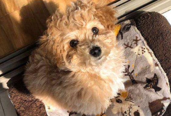 泰迪鼻子褪色吃微量元素有用吗,泰迪鼻子上面的毛褪色怎么回事