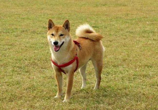 鐜勫璇寸嫍,澶稿紶璇寸嫍