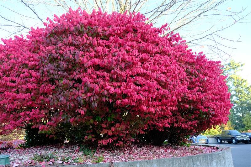 这种“燃烧的灌木”好看又好养，就像秋天里的一把火