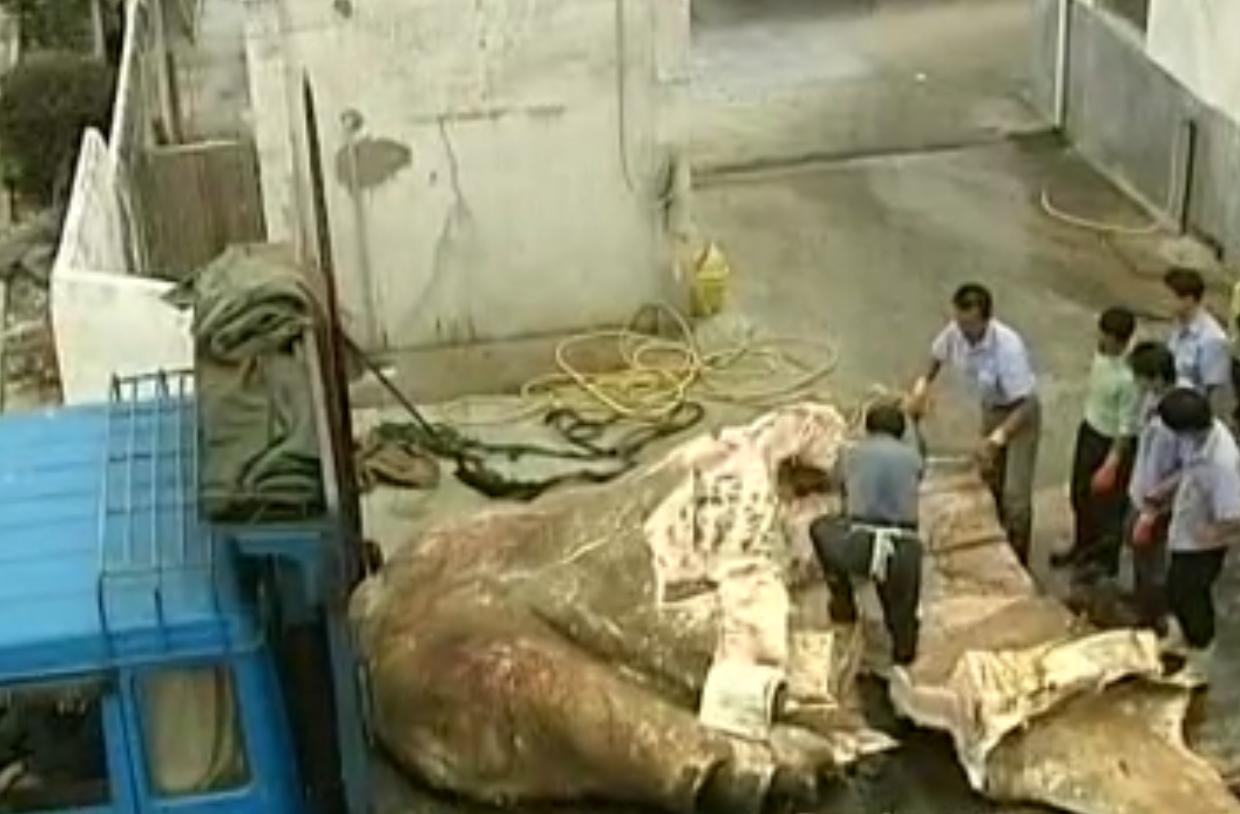 中国“鲨鱼村”的聪明商人：加工迷你“小鲨鱼”，年入3000万