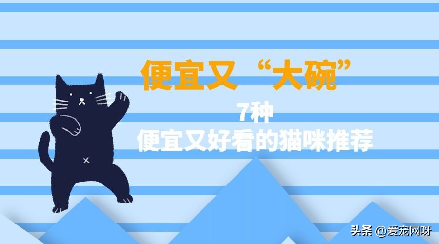 哪种猫咪又便宜又好看又方便养,什么猫咪又可爱又便宜又适合新手
